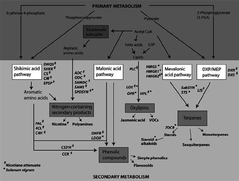 Simplified Overview Of Major Pathways Of Secondary Metabolite Download Scientific Diagram