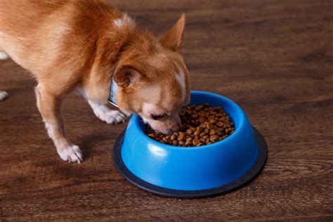 【チワワの餌の量】子犬・成犬・老犬ごとの回数について解説