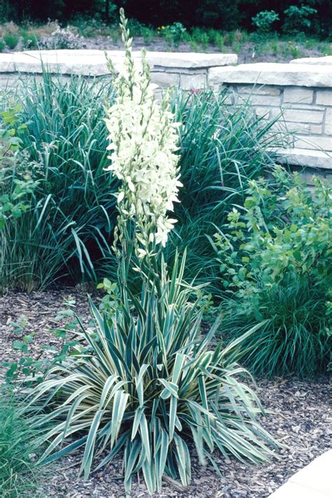 Yucca Filamentosa Bright Edge Adam S Needle Garden Center Marketing