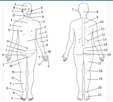 A P Regions Of Body Flashcards Quizlet