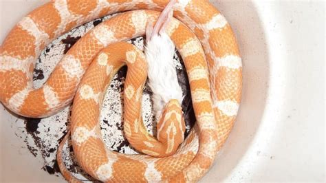 Do Corn Snakes Bite Everything You Need To Know