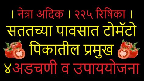 नेत्राअदिक२२५रिषिका। सततच्या पावसात टोमॅटो पिकातील प्रमुख ४ अडचणी व उपाययोजना ।टोमॅटो