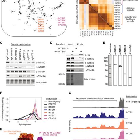 Summarizing Genotype Phenotype Relationships With Perturb Seq A