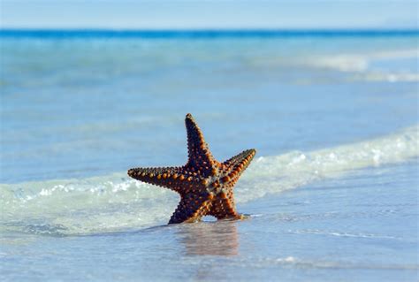 Estrela Do Mar Na Praia Foto Premium