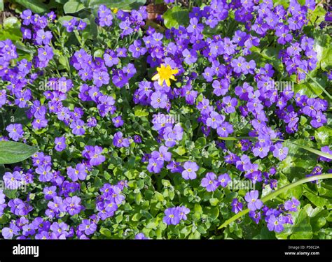 Purple Rock Cress Aubrieta Deltoidea Plant And Flowers Growing In