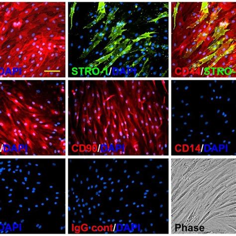 Esc Differentiation Into Ectodermal Mesodermal And Endodermal