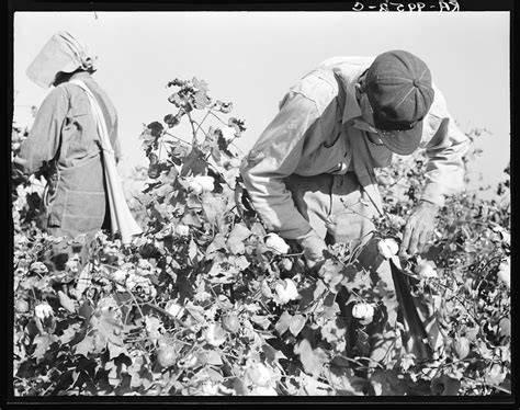 Cotton Pickers Southern San Joaquin Free Photo Rawpixel