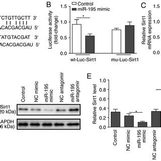 Role Of MiR 195 In LPS Induced Apoptosis Of NCM460 Cells A Cultured