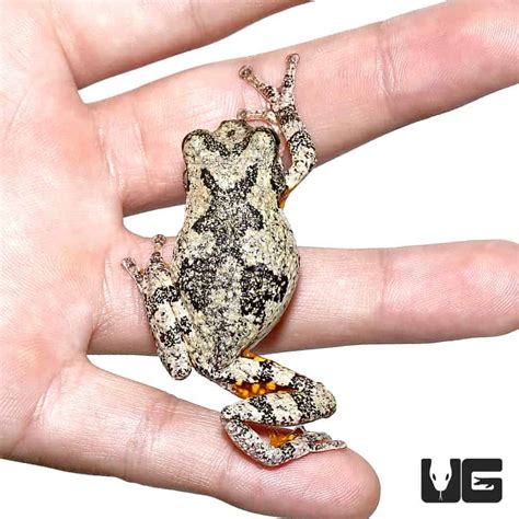 Tree Frogs For Sale Underground Reptiles