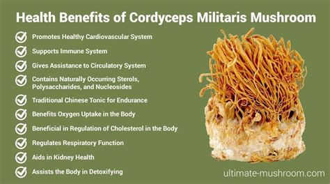 Cordyceps Militaris Mushroom Identification In 2022 Mushroom Identification Stuffed Mushrooms