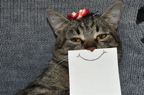 Cats With Funny Paper Expressions Is Fast Becoming The New Craze