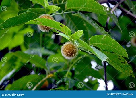 Kodom Flower in the Wild Forest, the Beauty of Nature Stock Image - Image of lily, sense: 249378817