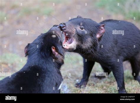 Fighting Tasmanian Devil Fight Tasmanian Devils Stock Photo Alamy