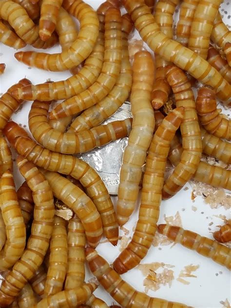 How to Breed Mealworms Easily | WORMMAN.BLOG