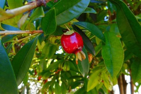 6 espécies de frutas que são nativas do Brasil conheça essas 6 frutas