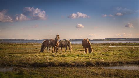 Landscape Animals Nature Horse Grass Field Morning Wildlife