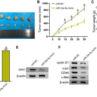 Effects Of Mir P On Biological Function Of Esophageal Cancer