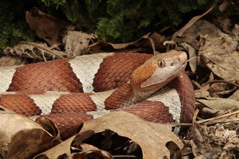 Copperhead vs Eastern Fox Snake อะไรคอความแตกตาง Newagepitbulls