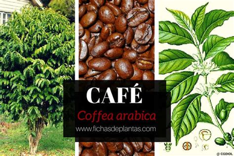 Planta Del Café Cultivo Botánica Y Propiedades Medicinales