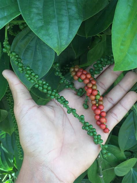 Pimenta do reino é cultivada para aumentar renda de agricultores