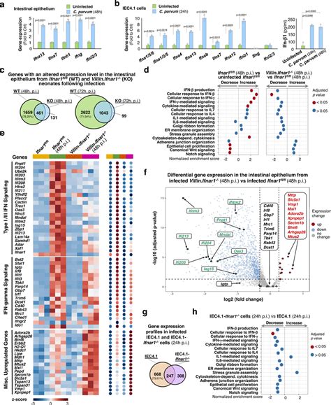 Gene Expression Profiles In Infected Intestinal Epithelium And Cell