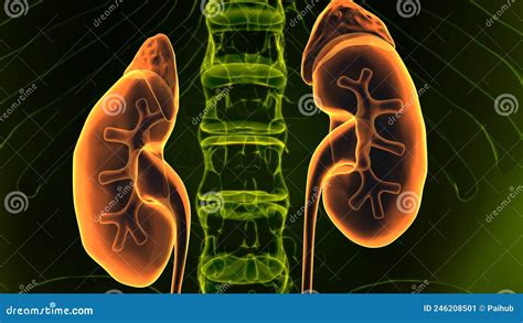 3d Illustration Of Human Kidneys Anatomy Stock Image Cartoondealer