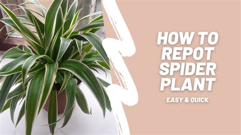 How To Repot Spider Plant Easy And Quick Youtube