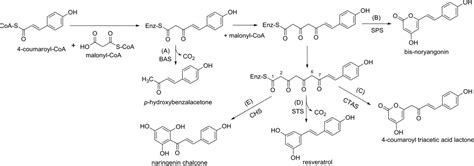 Type Iii Polyketide Synthases In Natural Product Biosynthesis Yu