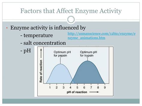 Name Factors That Affect Enzyme Activity