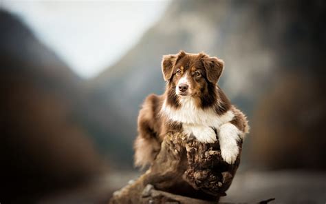 Aussie Brown And White Dog Australian Shepherd Dog Bokeh Pets Dogs