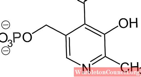 Apoenzyme: characteristics, functions and examples - science - 2024