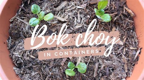 Growing Bok Choy In Containers Urban Balcony Garden Youtube