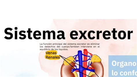 Sistema Excretor By Eliana Ballesteros On Prezi