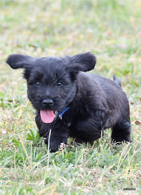 Chiots Skye Terriers Élevage Briards et Skye Terriers Patocou 46