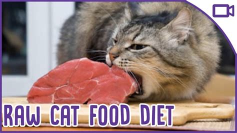 The Best Diet For Your Cat Raw Food Diet 2019 Youtube