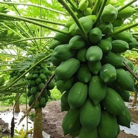 Full Sun Exposure Green Papaya Fruit Plant For Outdoor At Rs Piece