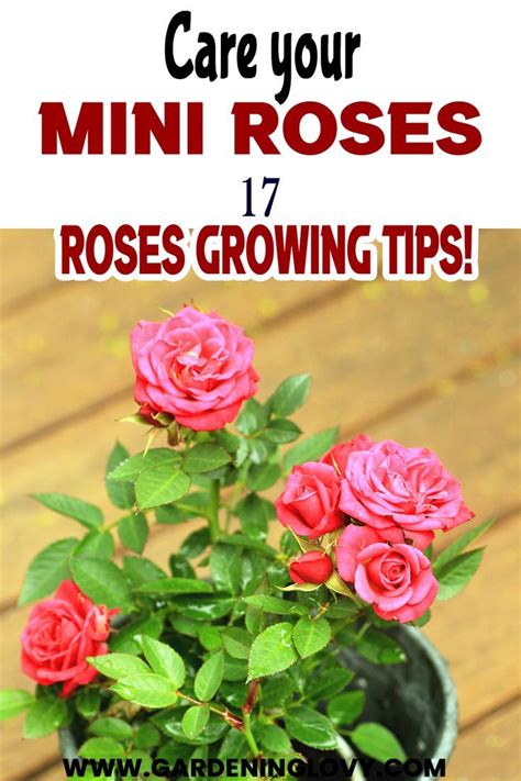 How To Care For Mini Roses Growing Tips Mini Roses Rose Plant Care Indoor Roses Plant