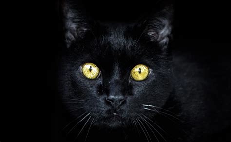 Que signifie l expression être un chat noir