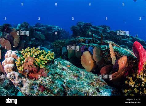 Coral Reef Scenics Of The Sea Of Cortez Cabo Pulmo National Park Baja California Sur Mexico