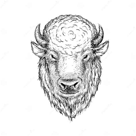 Head Of Buffalo Stock Vector Illustration Of Bison 89757323