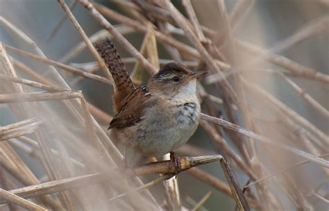 Nw Bird Blog Marsh Wren