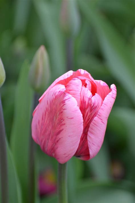 Tulpe Nahaufnahme Makro Kostenloses Foto Auf Pixabay Pixabay