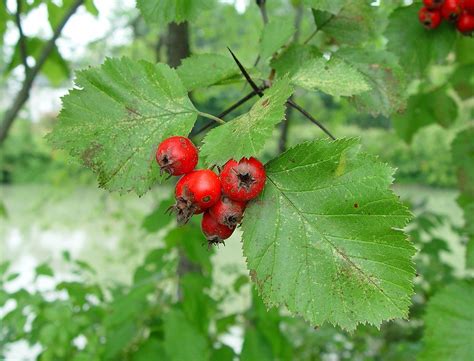 Виды Боярышника Фото С Названиями И Описанием – Telegraph