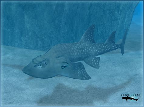 Bowmouth Guitarfish 3 by Trygon24 on DeviantArt