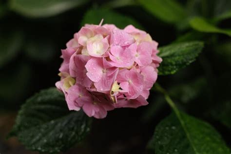 Hortênsia macrophylla grande hortênsia rosa de folhas fechadas