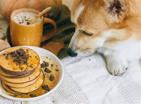 25 alimentos que podrían matar a tu perro y no lo sabes Miami Diario