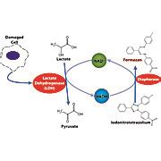 Ldh Cytotoxicity Assay Kit At Thomas Scientific