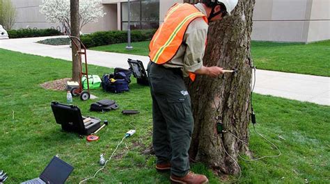 Video How To Protect Trees And Shrubs From Weather Damage Bogan Tree