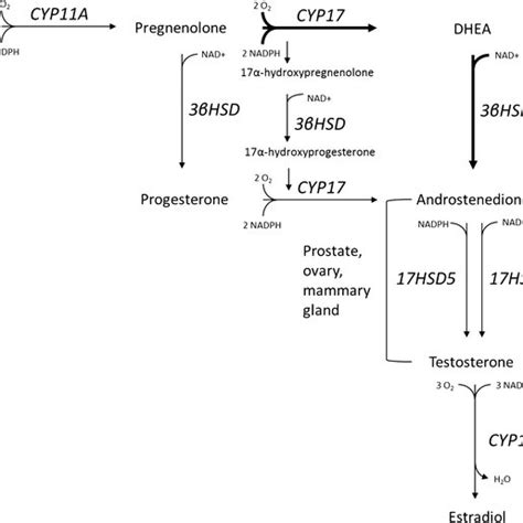 Testosterone Synthesis Cholesterol Is The Precursor To All Steroid Download Scientific Diagram