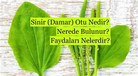 Sinir Damar Otu Nedir Nerede Bulunur Faydaları Nelerdir Güzel